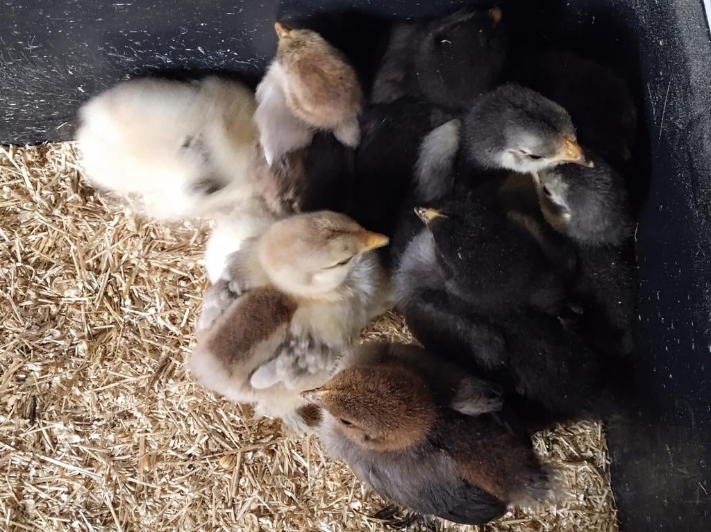 Cochin kriel kuikens, Dieren en Toebehoren, Geslacht onbekend, Kip