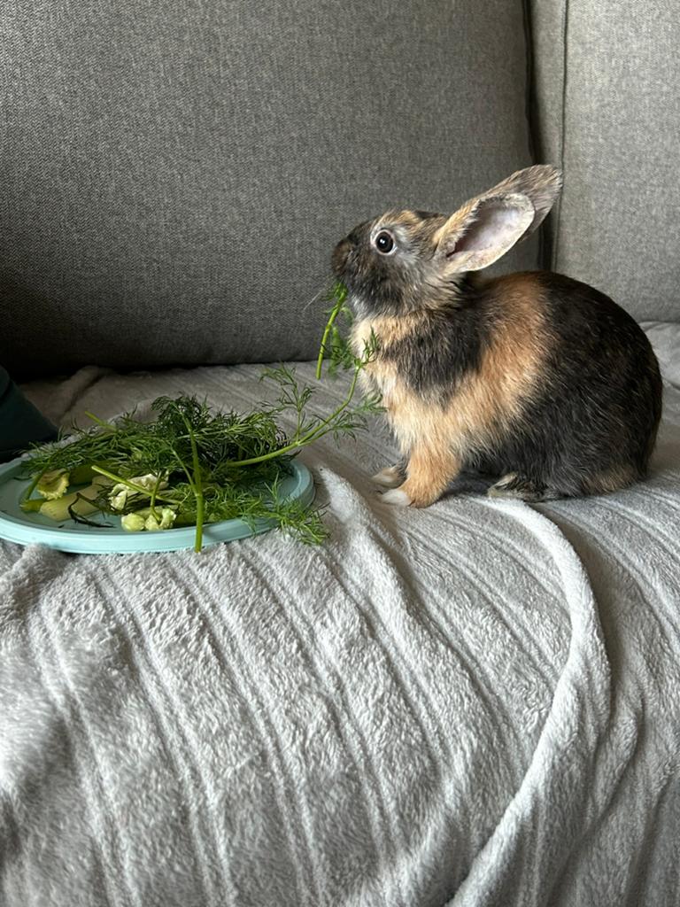 ‼️Dringend weg‼️Lief bruin-zwart dwergkonijn vrouwtje, Dieren en Toebehoren, Konijnen, Vrouwelijk, Dwerg, 0 tot 2 jaar