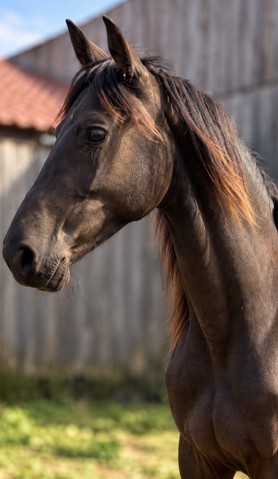 Bwp jaarling merrie I’m special de muze, Merrie, M