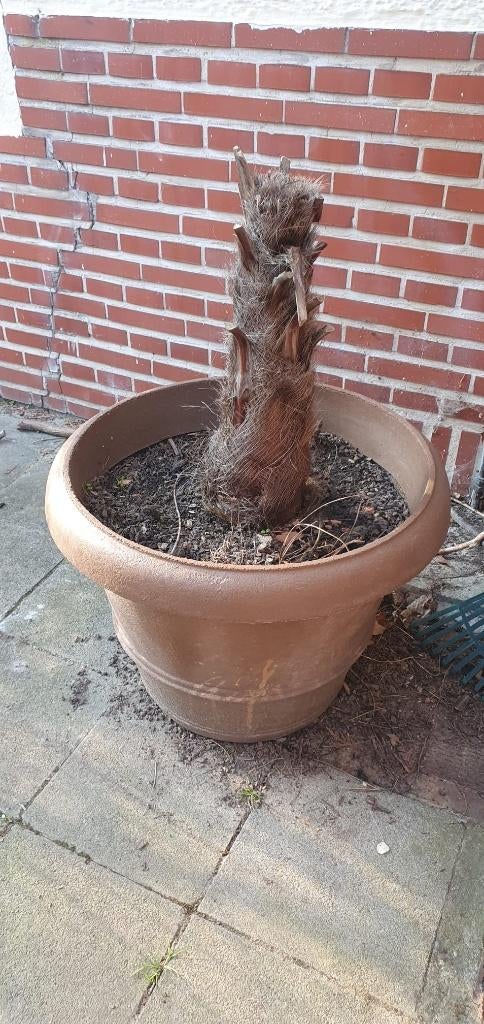Grand pot en plastic dur pour fleurs, plante ou petit arbre, Enlèvement, Pierre
