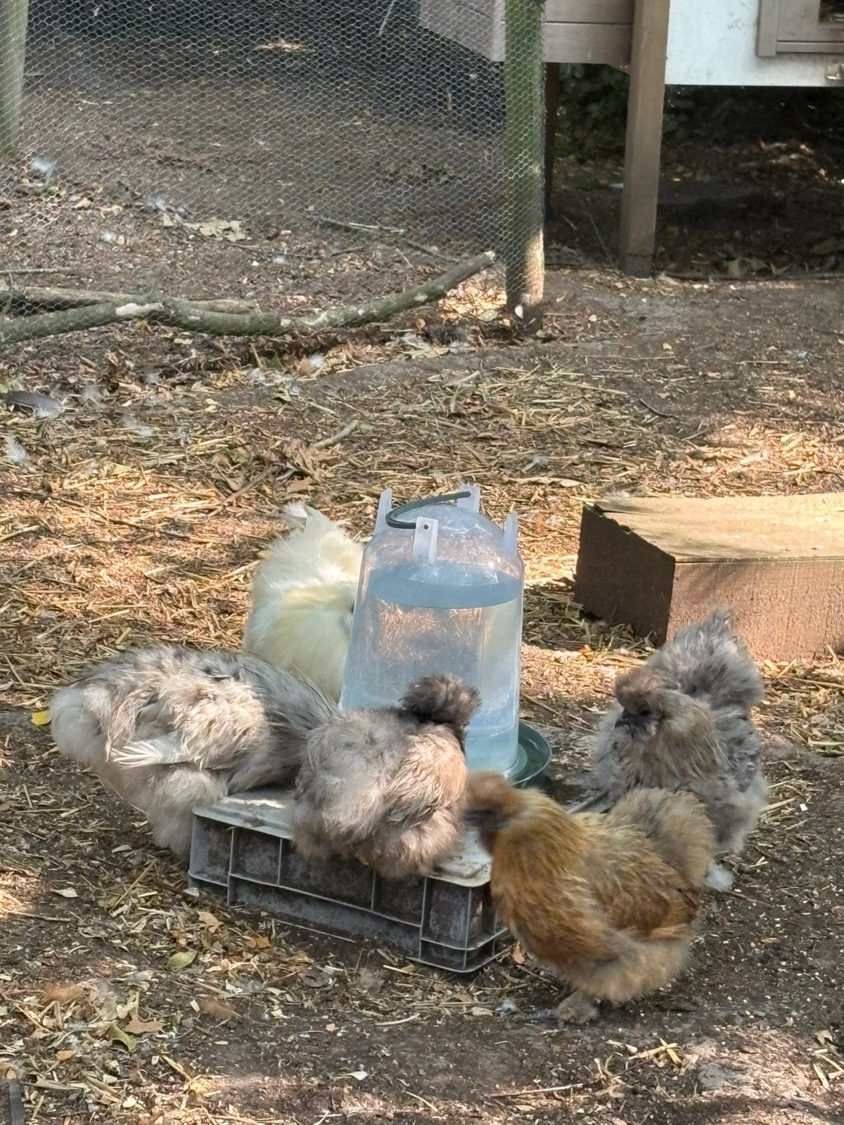 Zijdehoen hennen ( haantjes gratis), Poule ou poulet