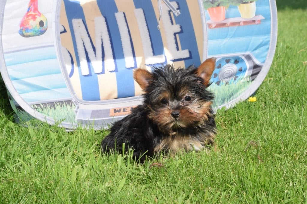 Yorkshire terrier pup, Dieren en Toebehoren, Yorkshire Terriër, 15 weken tot 1 jaar, Buitenland, Parvo