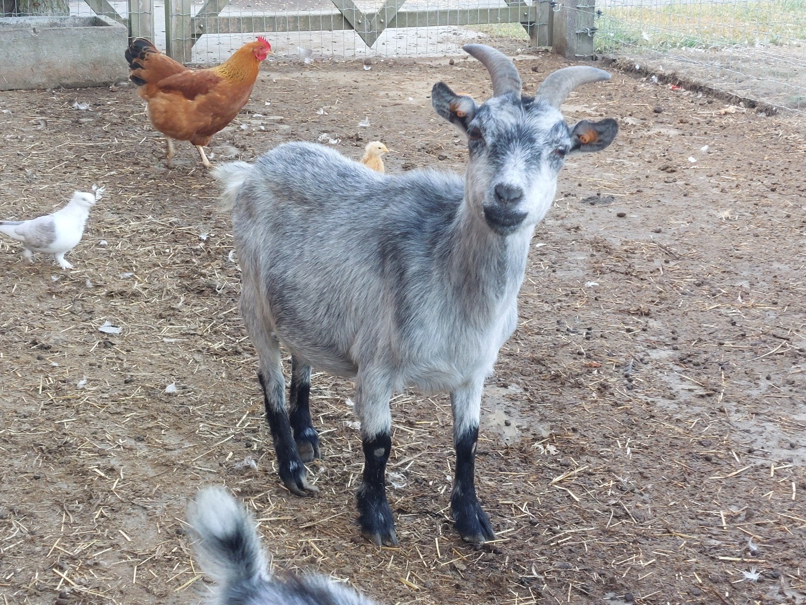 Schimmel ooi., Dieren en Toebehoren