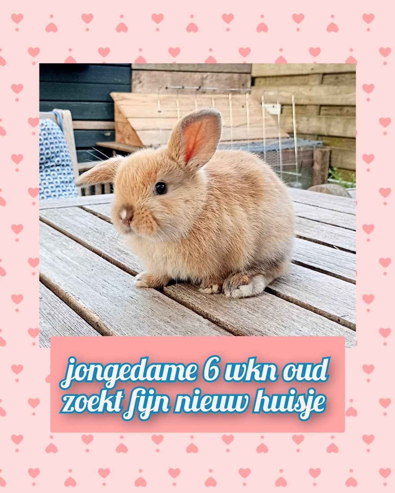 Lief tam konijntje 6 wkn oud zoekt fijn huisje !!!, Dieren en Toebehoren, Vrouwelijk, Klein, Hangoor, 0 tot 2 jaar