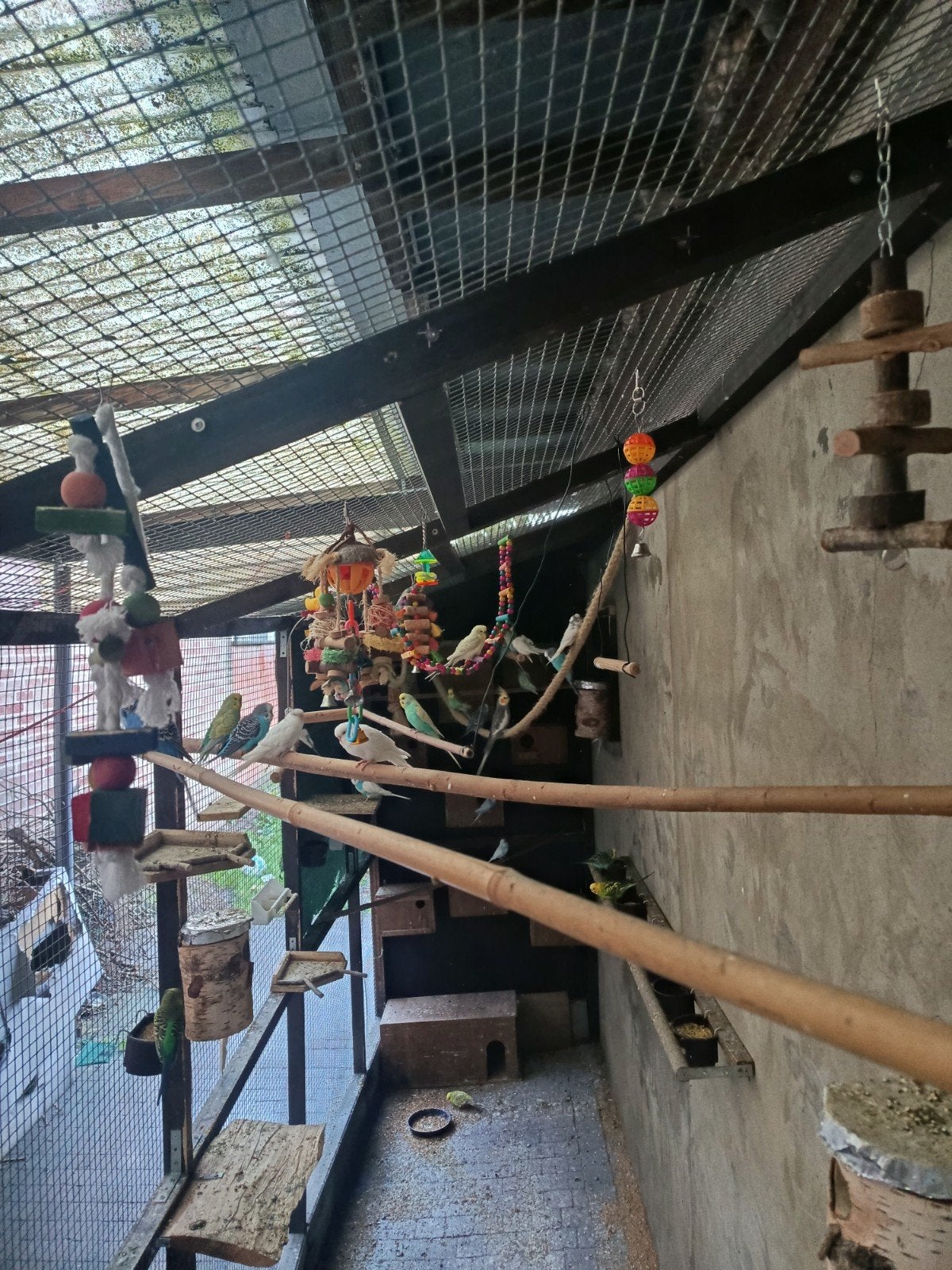 À VENDRE : volière avec environ 40 à 50 perruches., Animaux & Accessoires