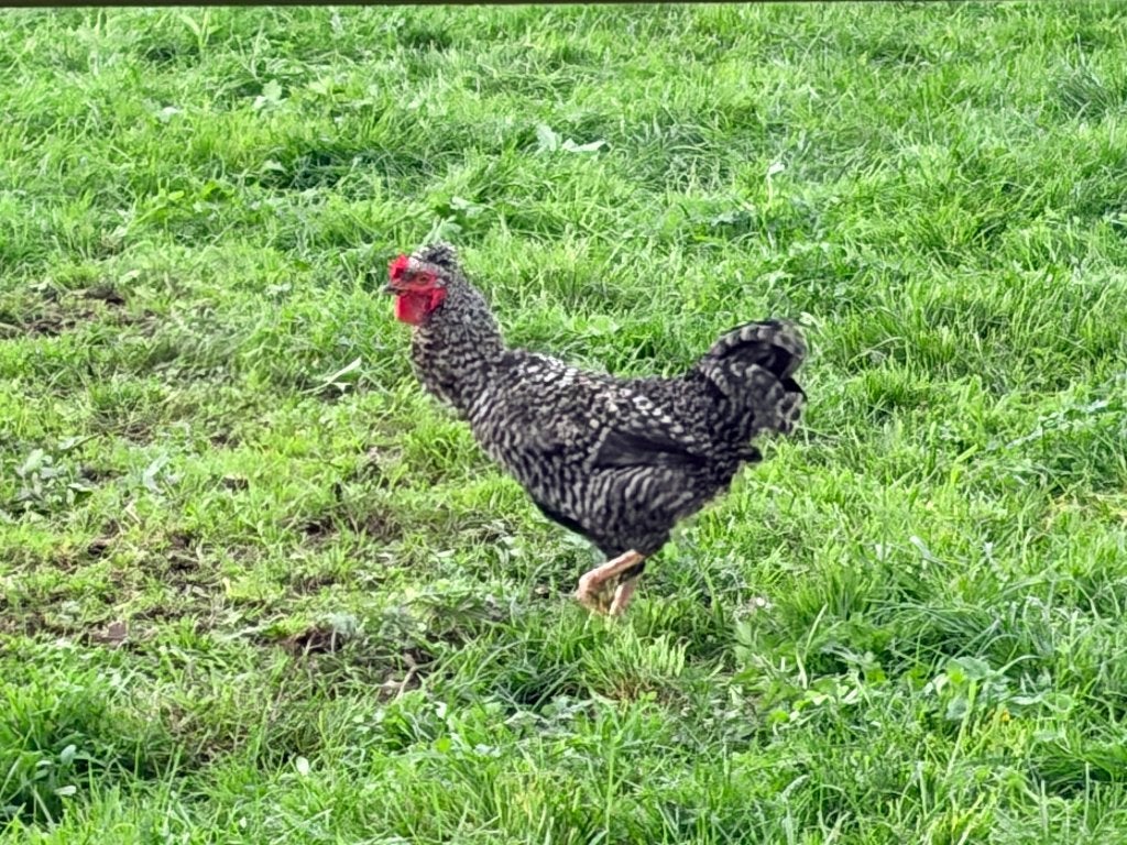 Jong Kippen, Dieren en Toebehoren, Kip