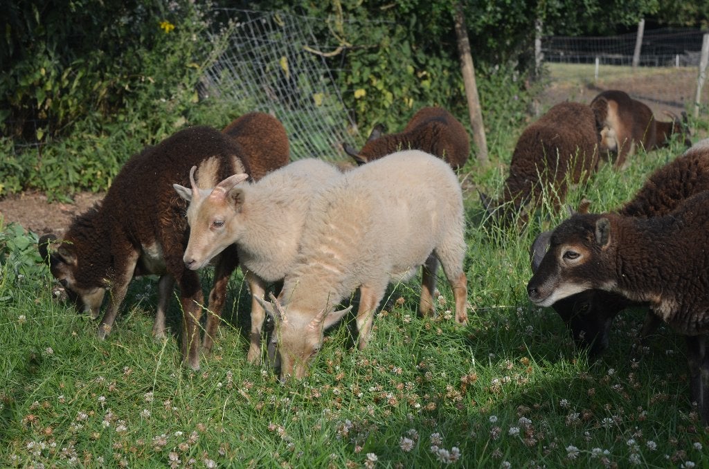 Soay lammetjes 2026., Animaux & Accessoires, Moutons, Chèvres & Cochons, Mouton, Plusieurs animaux, 0 à 2 ans