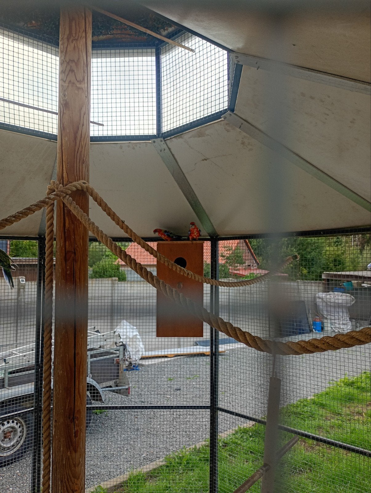 2 jonge prachtrosselas, Dieren en Toebehoren, Vogels | Kanaries