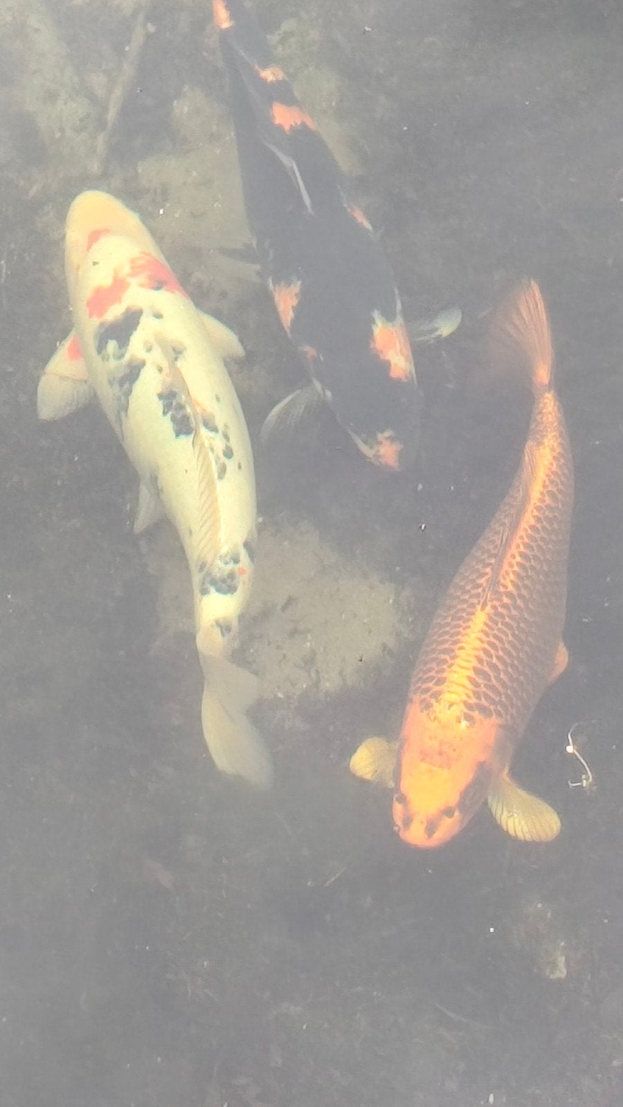 Japanse koi, Dieren en Toebehoren