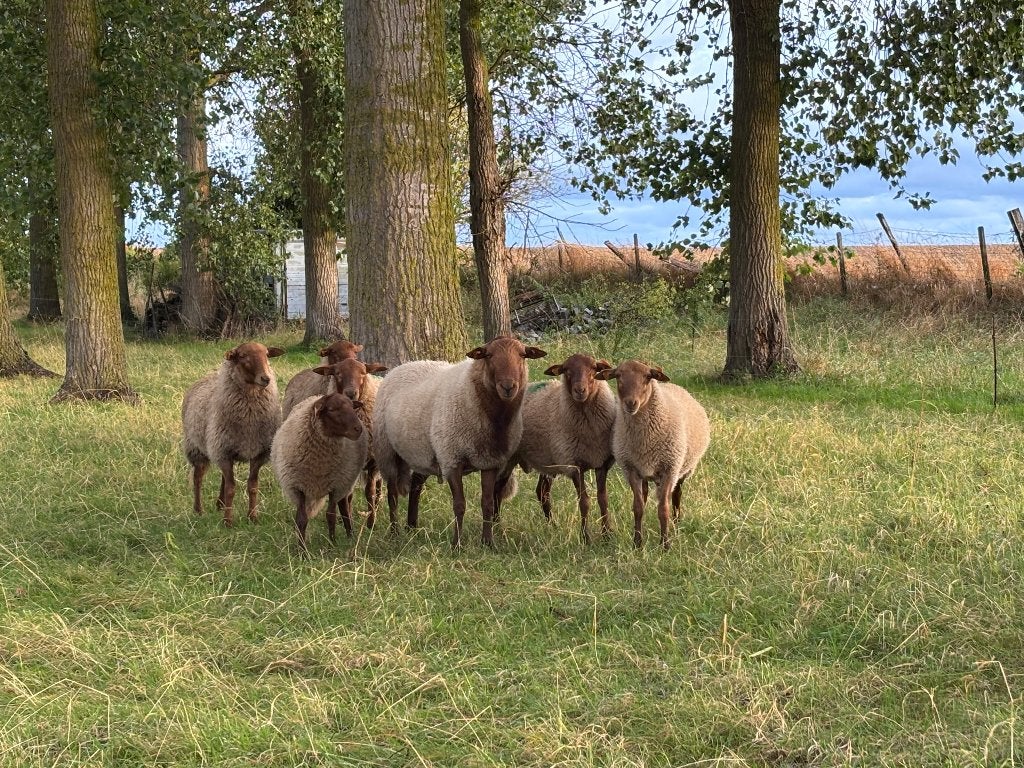 ardense voskop dekrammen, Mâle, Mouton, 0 à 2 ans