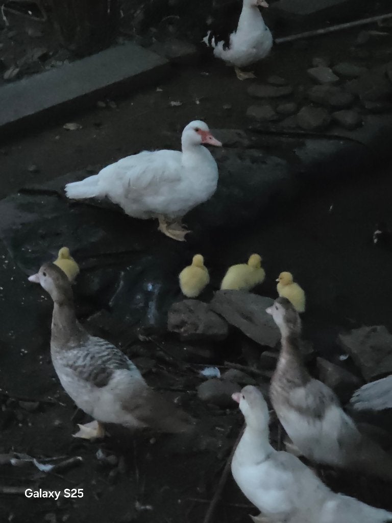 Barberiekuikens gratis, Dieren en Toebehoren, Eend