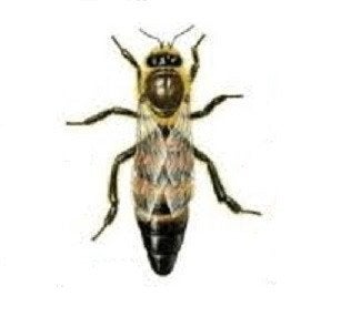 Koninginnen honingbij, Dieren en Toebehoren, Insecten en Spinnen, Bijen