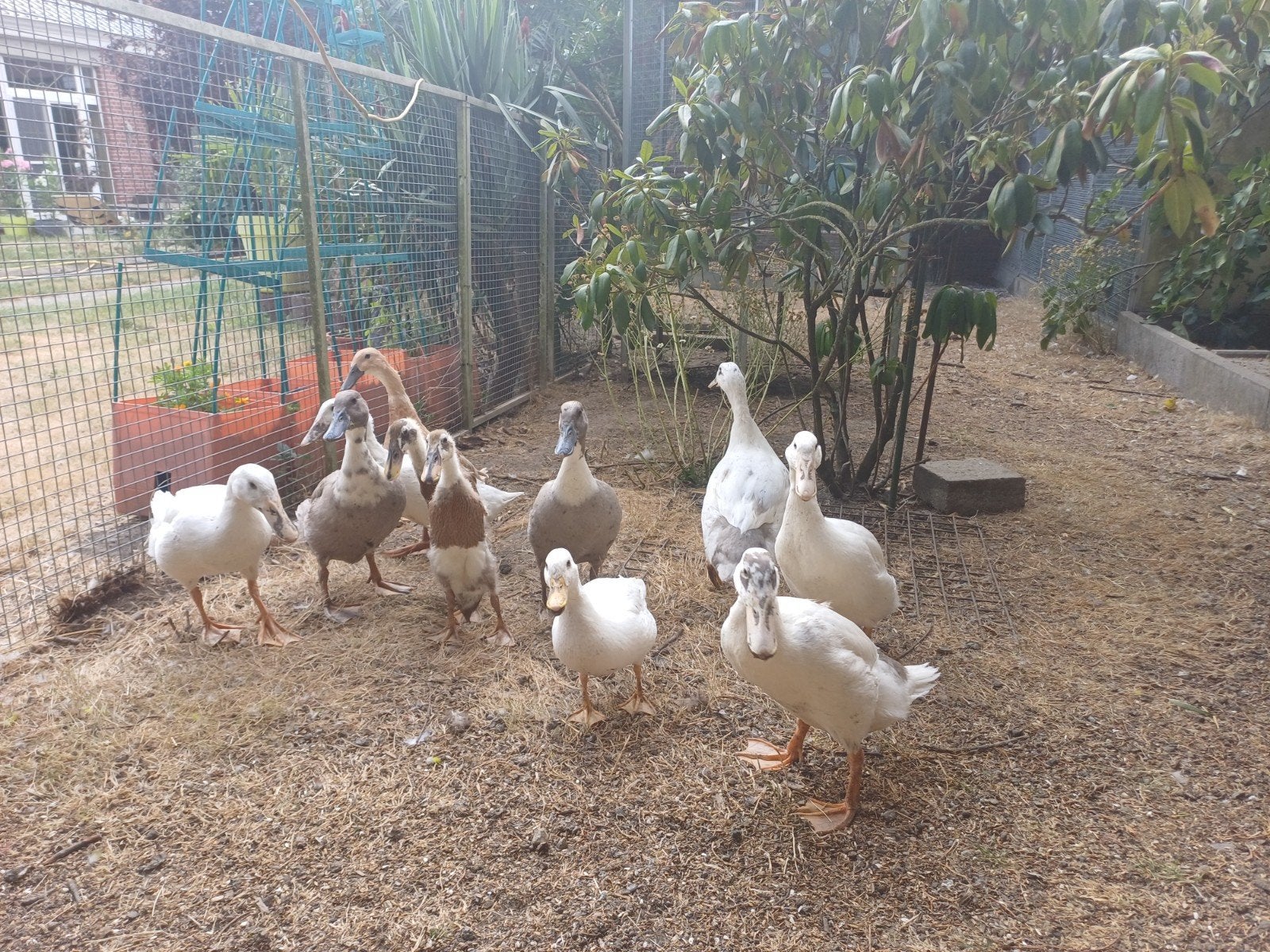canard coureurs femelles, Animaux & Accessoires