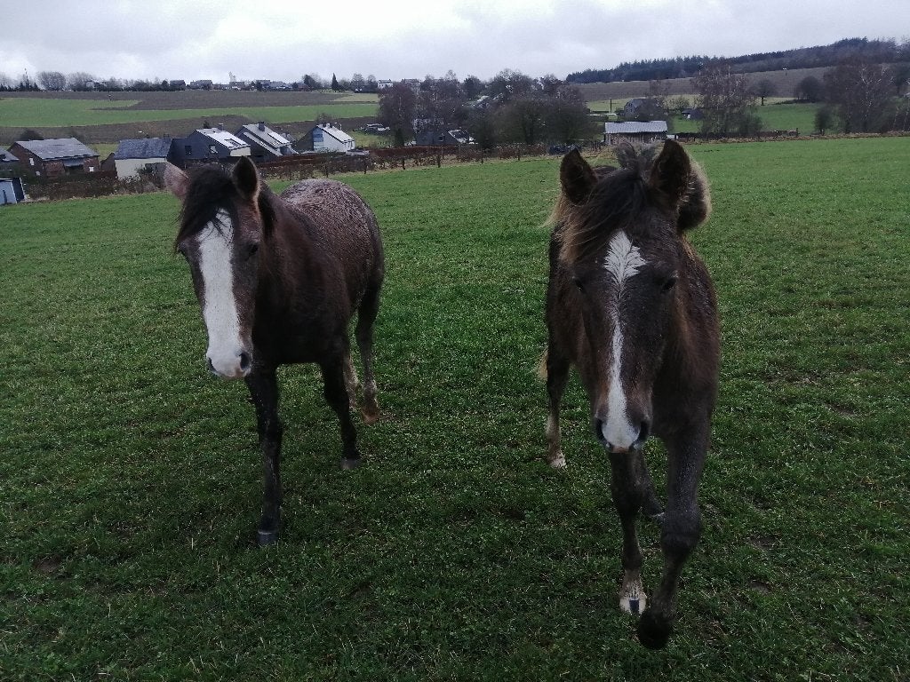 2 pouliches + leur mère : barbe-arabe PP & barbe OC, Animaux & Accessoires, Chevaux, Ne s'applique pas, Avec pedigree, Avec puce électronique
