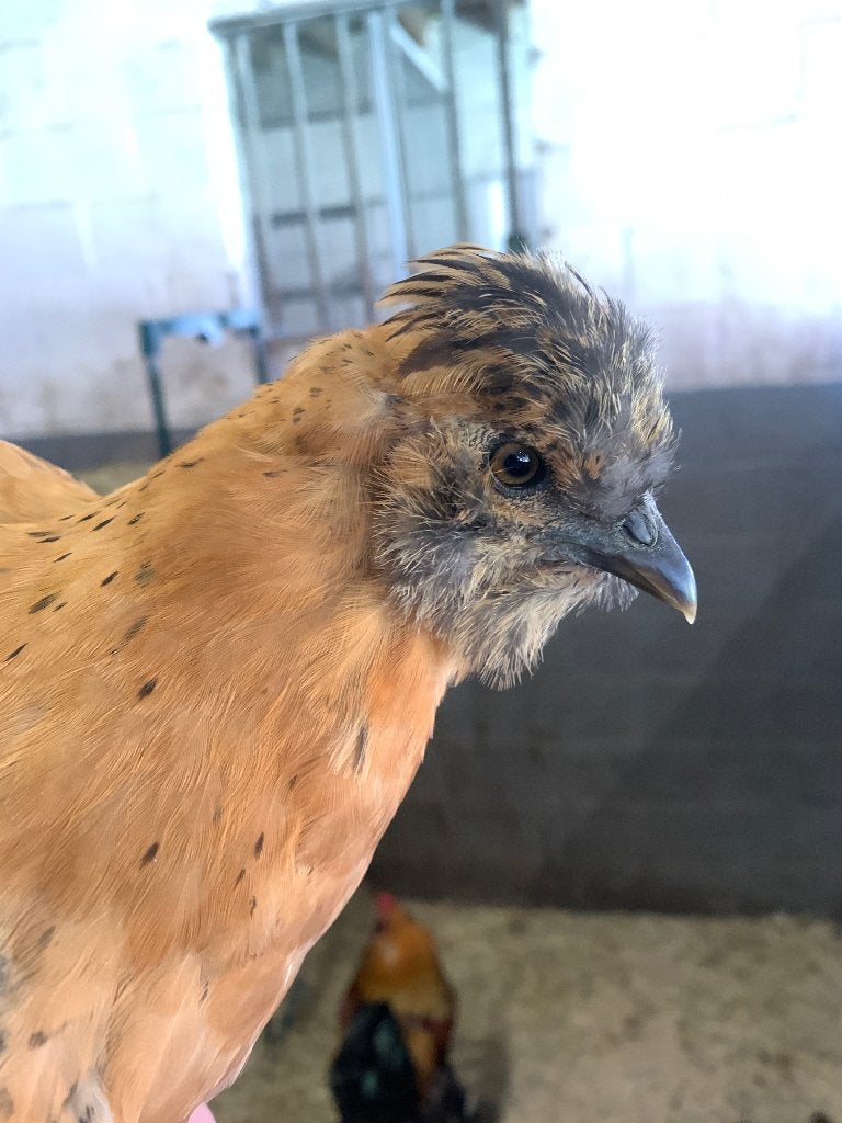 Kuikens Brahma kriel mix. Met kuif of baard en of sokken., Dieren en Toebehoren, Pluimvee, Geslacht onbekend, Kip