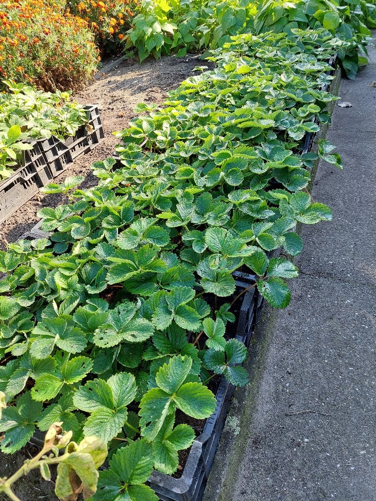 Aardbeiplanten, Tuin en Terras, Ophalen, Volle zon, Groenteplanten, Tweejarig