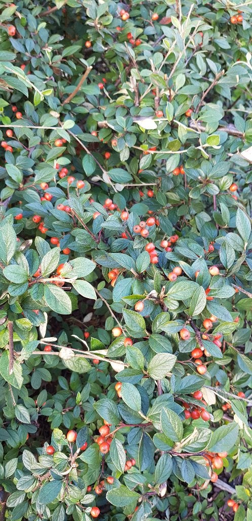 COTONEASTER DAMMERI/ DWERGMISPEL, Tuin en Terras, Ophalen, Bodembedekkers, Vaste plant, Halfschaduw