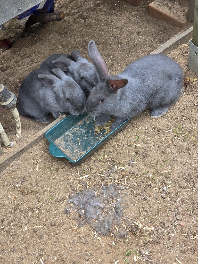 Blauw van Ham, Dieren en Toebehoren, Meerdere dieren, Middelgroot, 0 tot 2 jaar