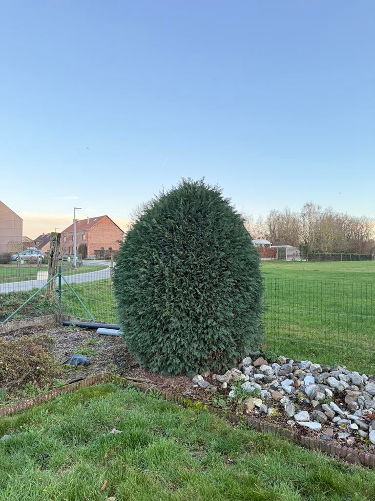 Taxus en Conifeer, Tuin en Terras, Ophalen