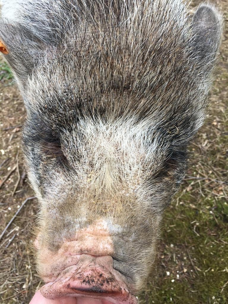 Varken zoekt nieuwe thuis, Mannelijk, Varken, 6 jaar of ouder