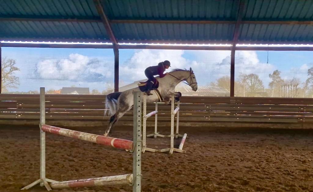 BWP merrie springpaard, Merrie, Met stamboom, Springpaard, M