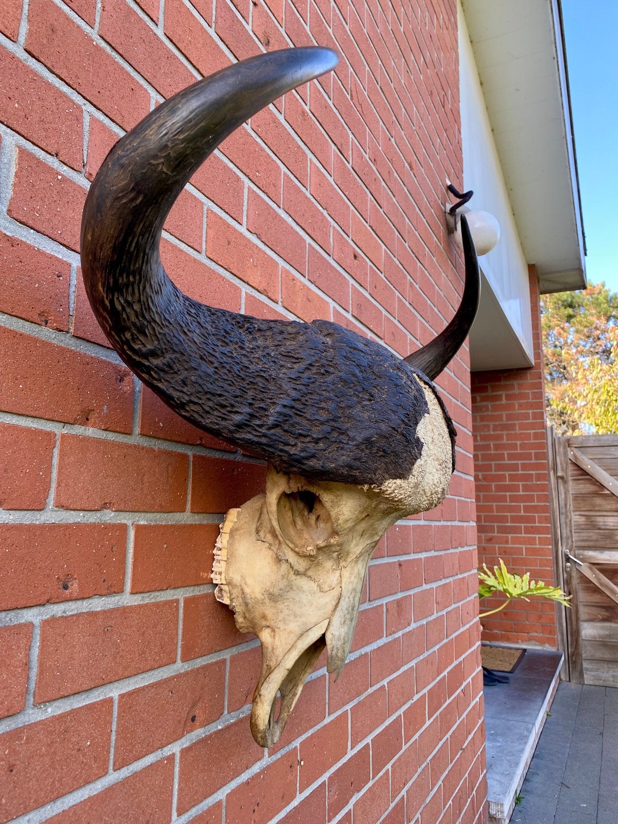 Afrikaanse buffeltaxidermie, Verzamelen, Ophalen, Zo goed als nieuw, Schedel