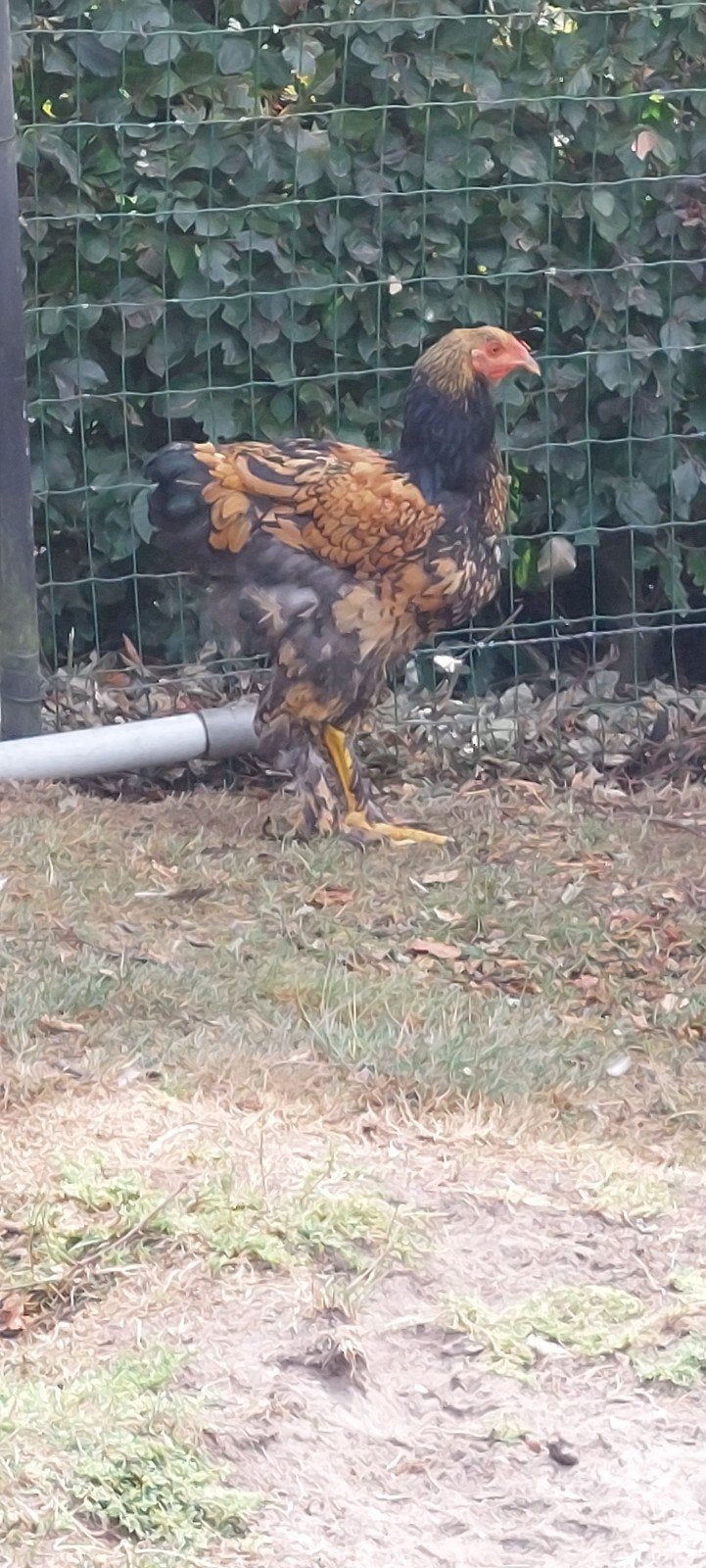 7 hanen, Dieren en Toebehoren