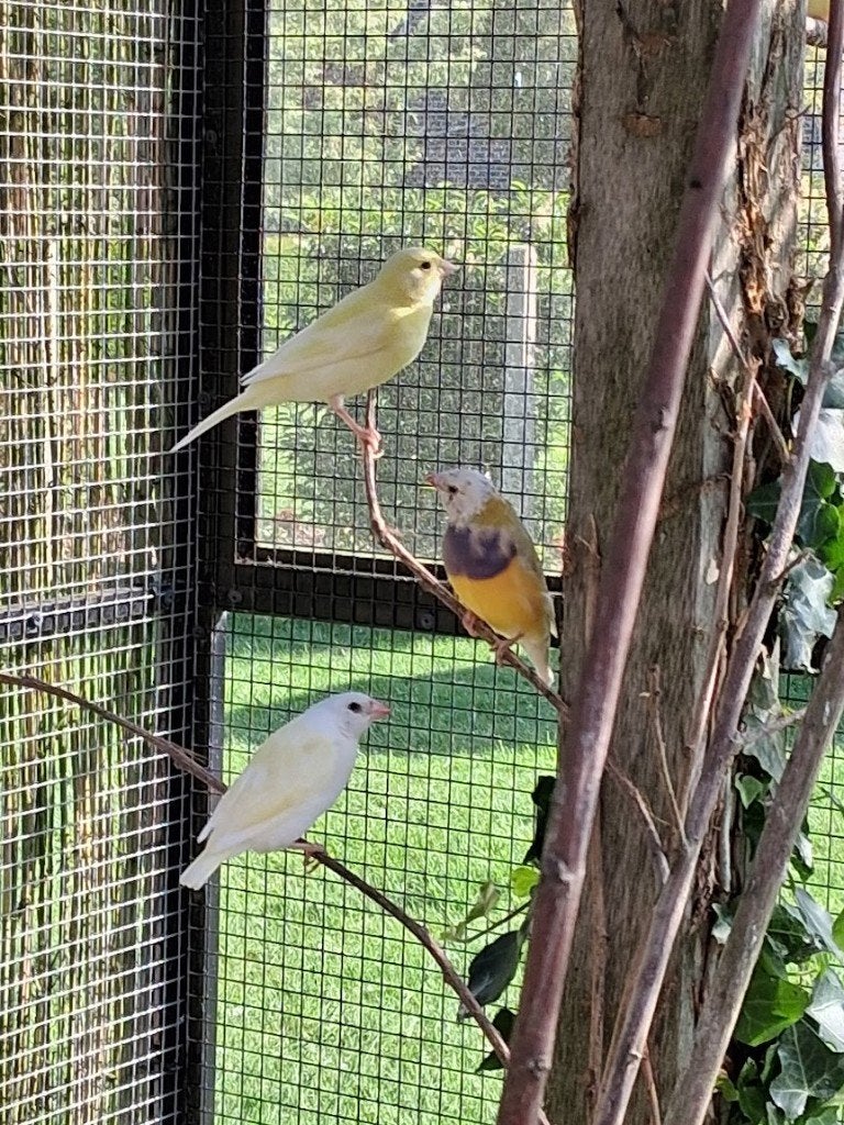 kanaries, Dieren en Toebehoren, Vogels | Kanaries, Meerdere dieren, Zangkanarie