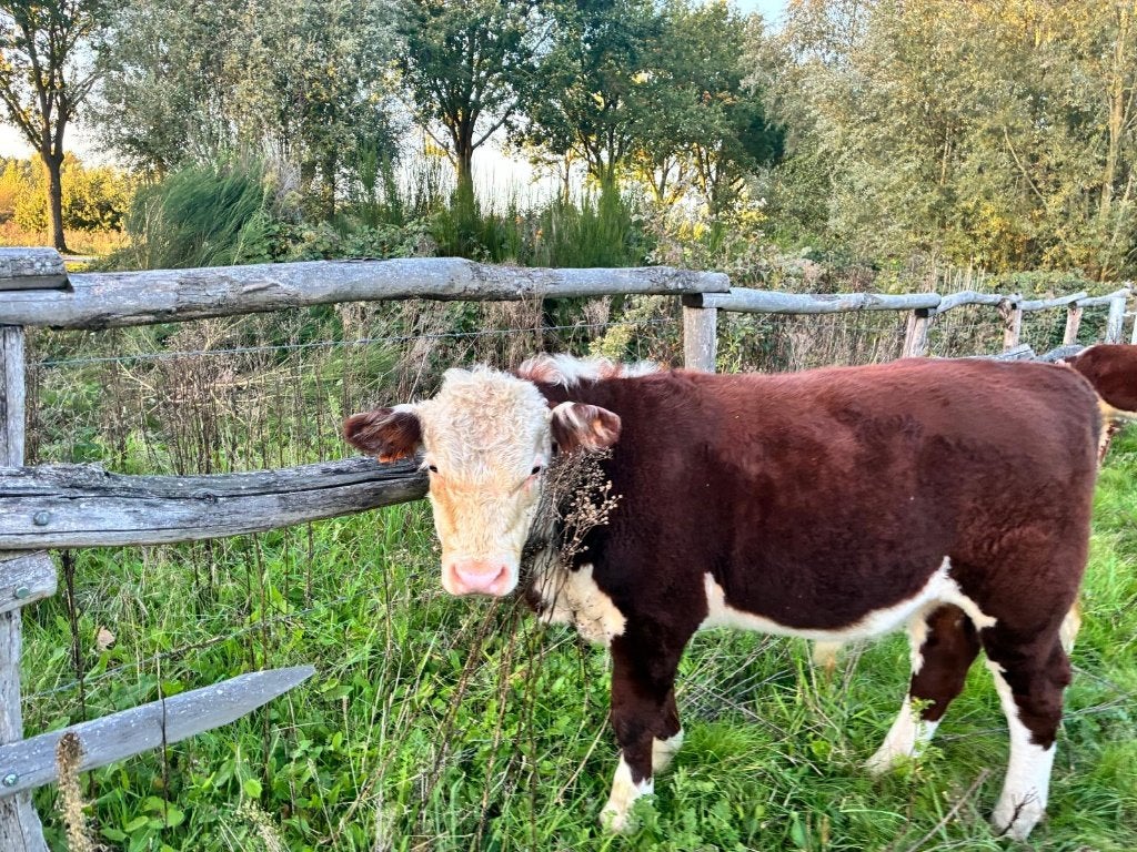 Hereford runderen, Meerdere dieren