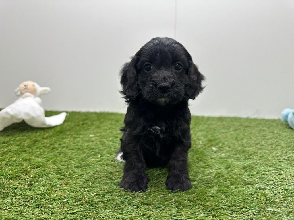 Nestje Cockapoo pups, Parvo, België, 8 tot 15 weken, Meerdere