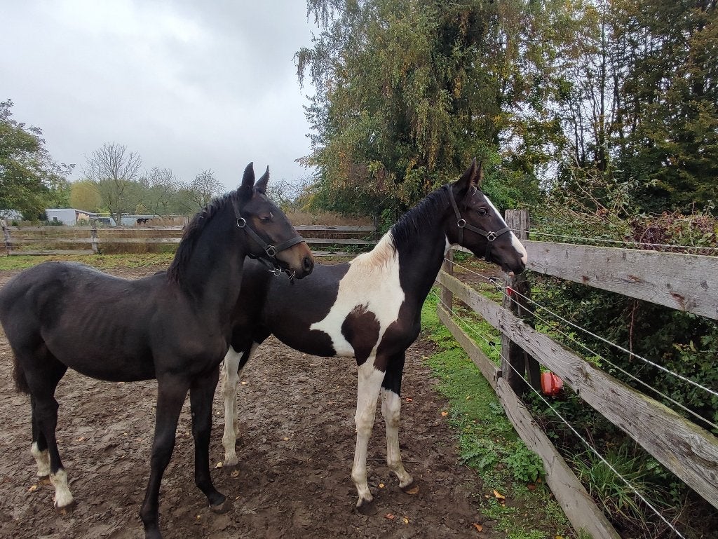 2 talentvolle hengstenveulens, Dieren en Toebehoren, Springpaard, Met stamboom, Niet van toepassing, 0 tot 2 jaar