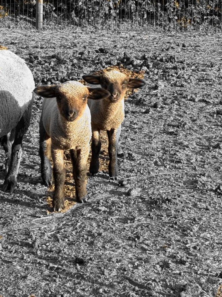 Hampshire down schapen, Animaux & Accessoires, Moutons, Chèvres & Cochons, Mâle, Mouton, 0 à 2 ans