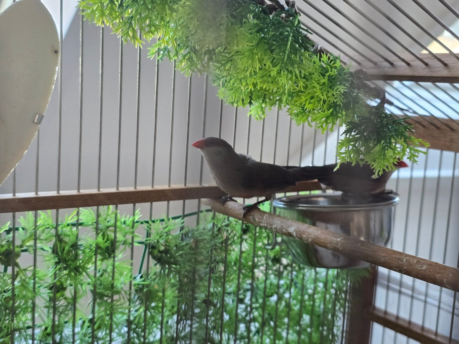 Oiseaux exotiques
