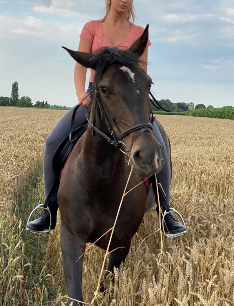 Mooie donkerbruine merrie, Animaux & Accessoires, Chevaux, Jument, M