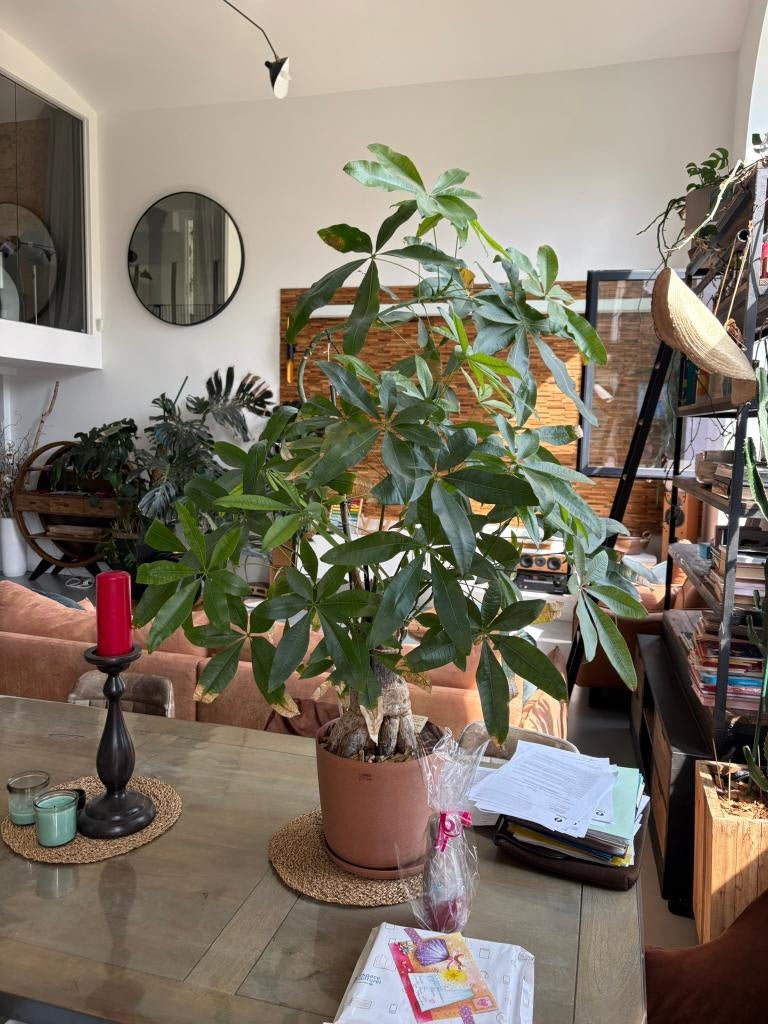 Pachira aquatica (arbre à monnaie) – Plante d’intérieur, Ophalen