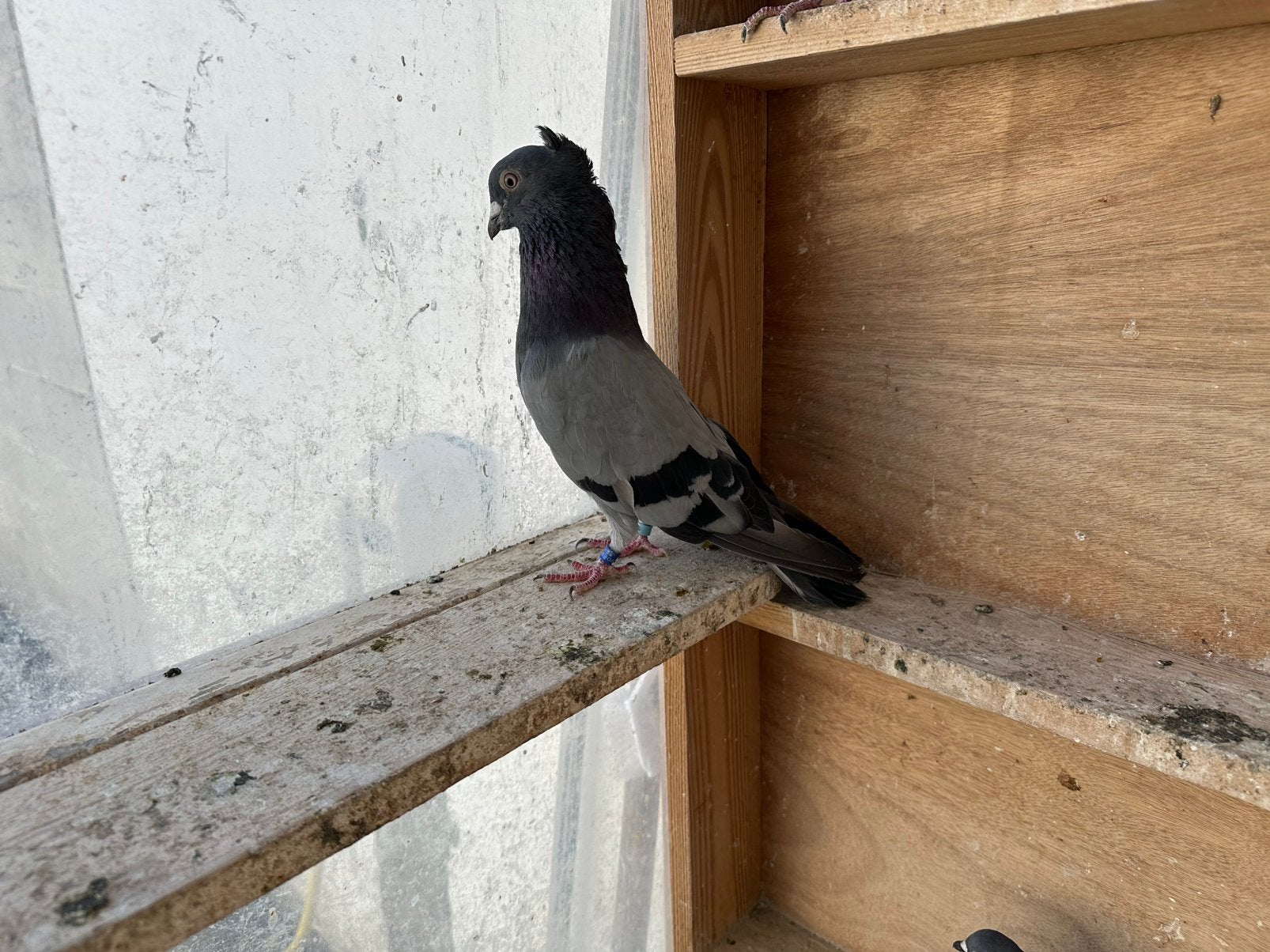 Pigeons serbes