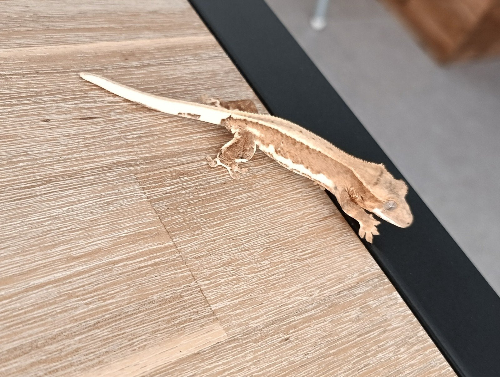 Wimpergecko 6maand, Verzamelen, Boekenleggers, Ophalen