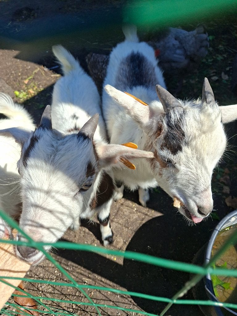 2 bokjes zeer tam