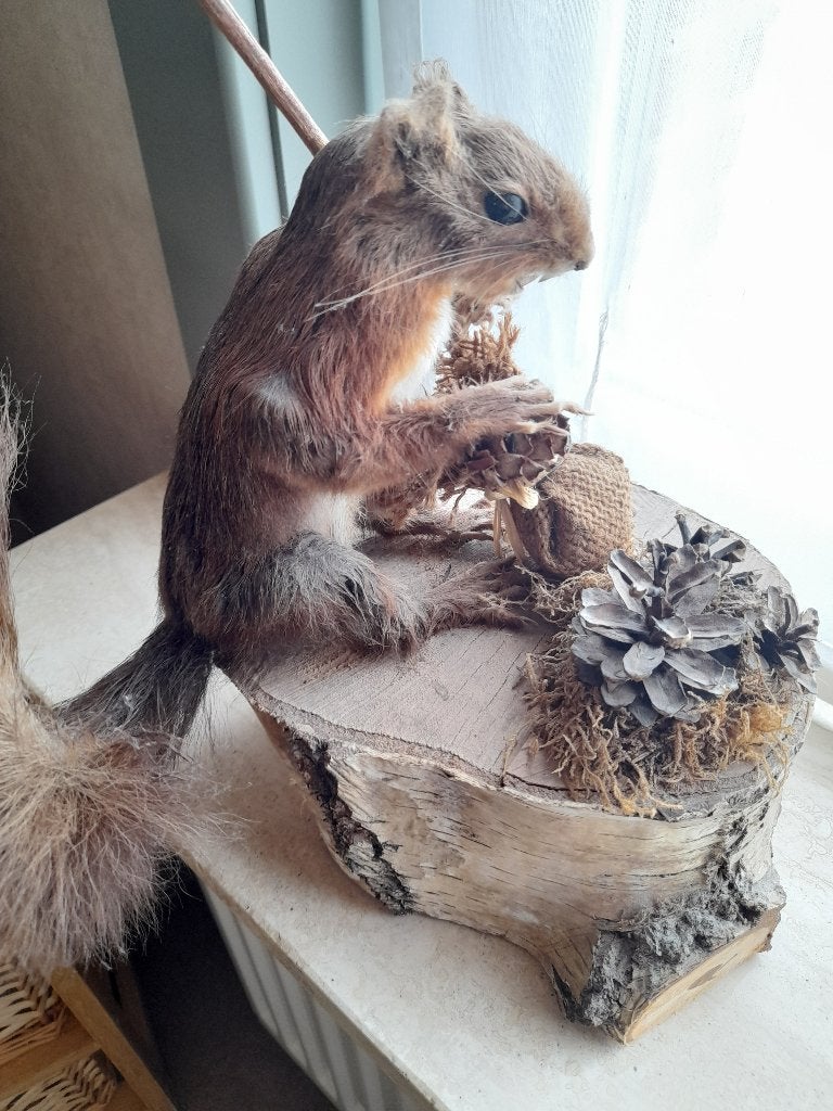Dieren, Animaux & Accessoires, Février, Sexe inconnu