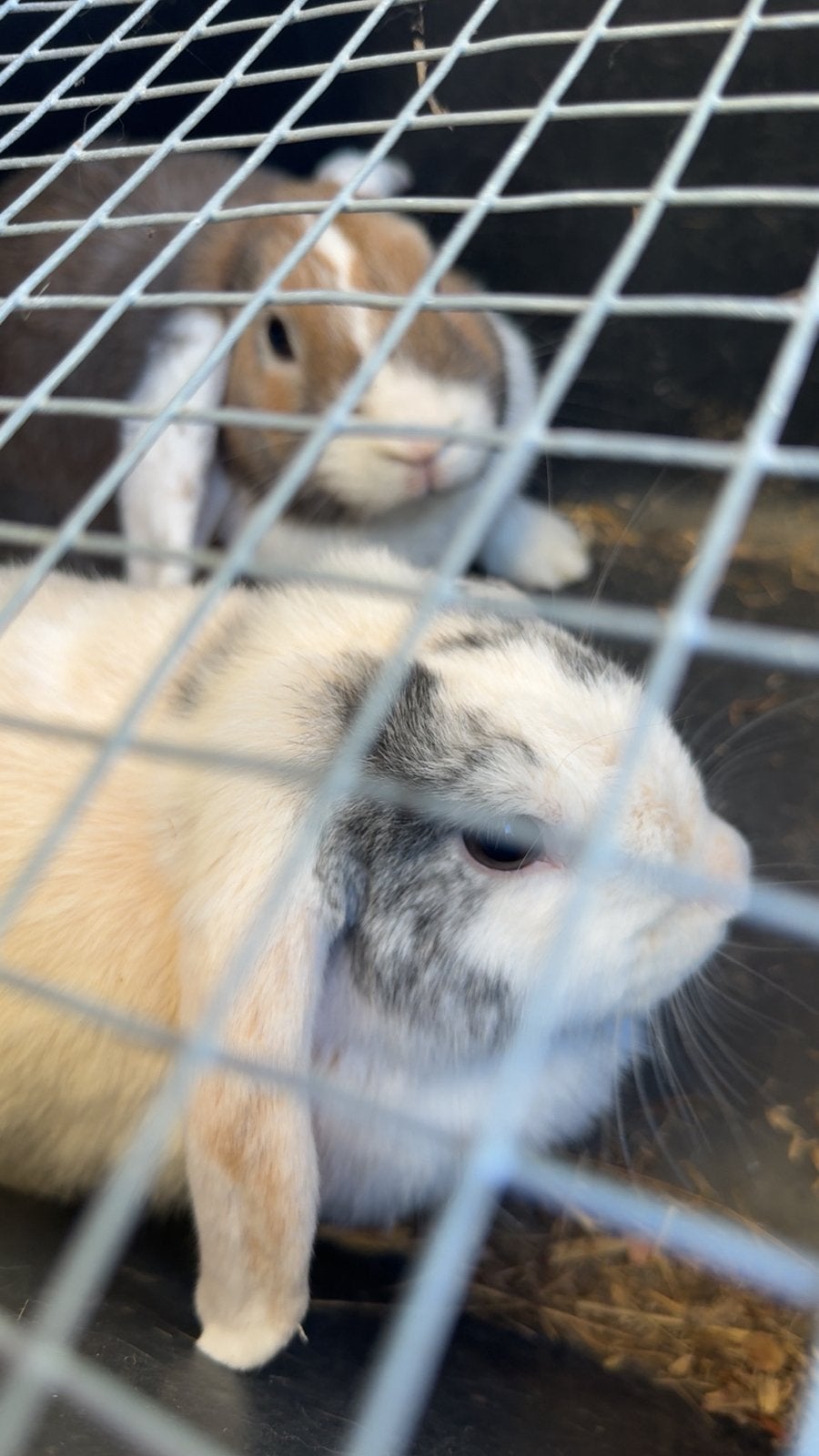 Konijnen te koop met volledig hok & toebehoren, Meerdere dieren, Middelgroot, 0 tot 2 jaar
