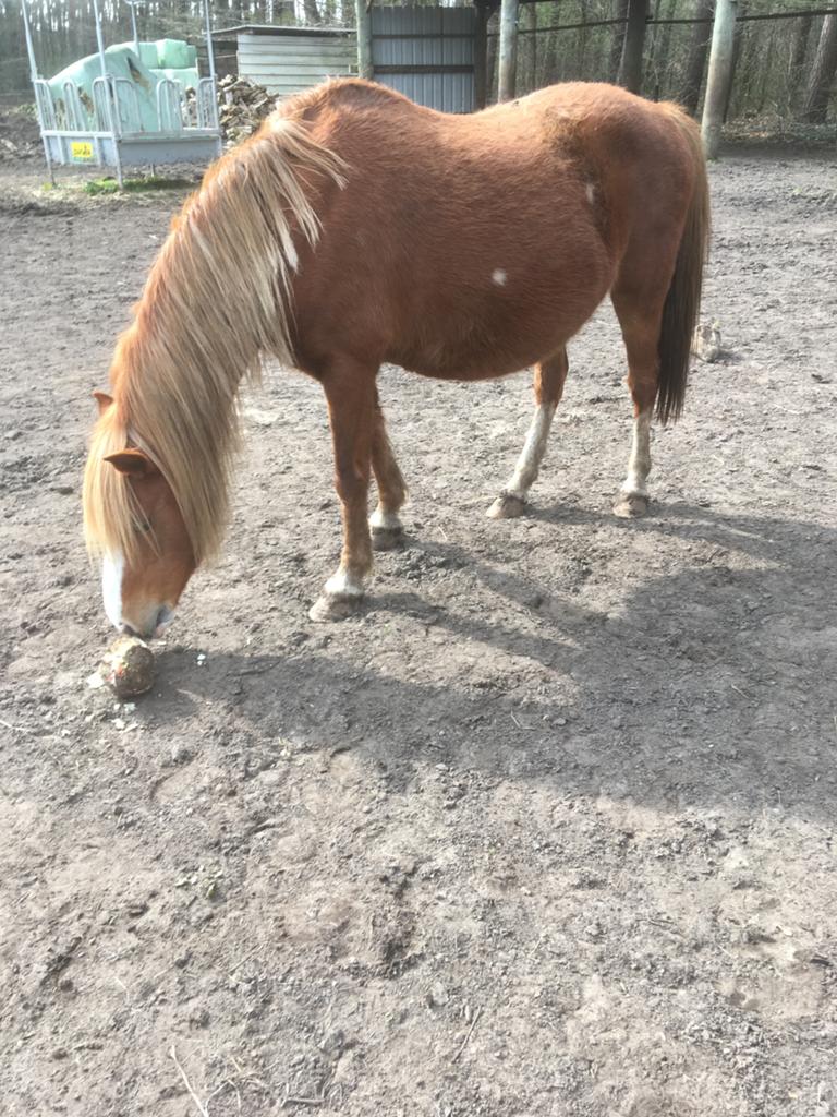 Welsh pony zeer braaf, Merrie, Zadelmak, Gechipt, B pony (1.17m tot 1.27m)