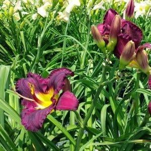 Hemerocallis Purple Waters, Enlèvement