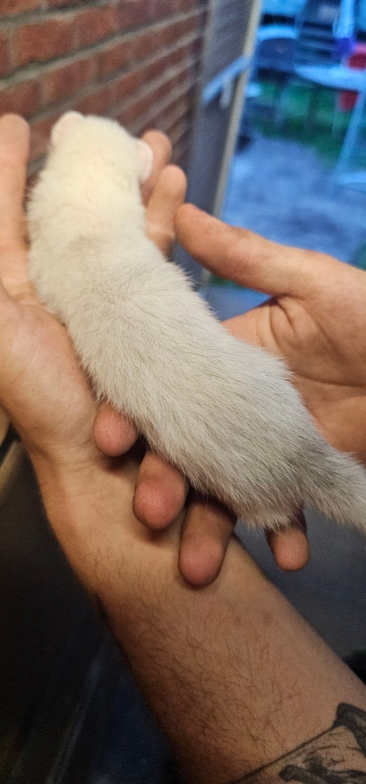 Tamme zilveren fretten pup, Dieren en Toebehoren, Knaagdieren, April