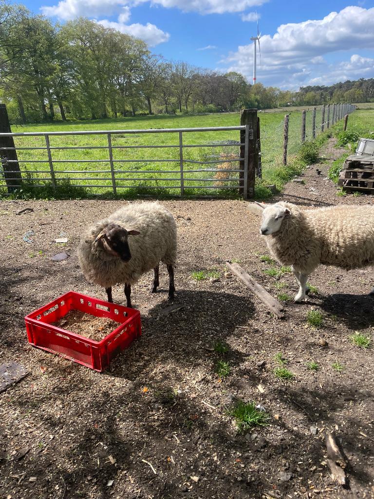 Rammen gevraagd, Mannelijk, Schaap, 0 tot 2 jaar