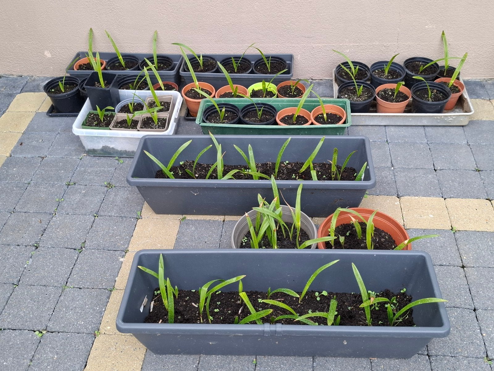 trachycarpus fortunei vrije gift voor foto 1 zelf verpotten, Ophalen, Bloeit niet, Vaste plant, Volle zon