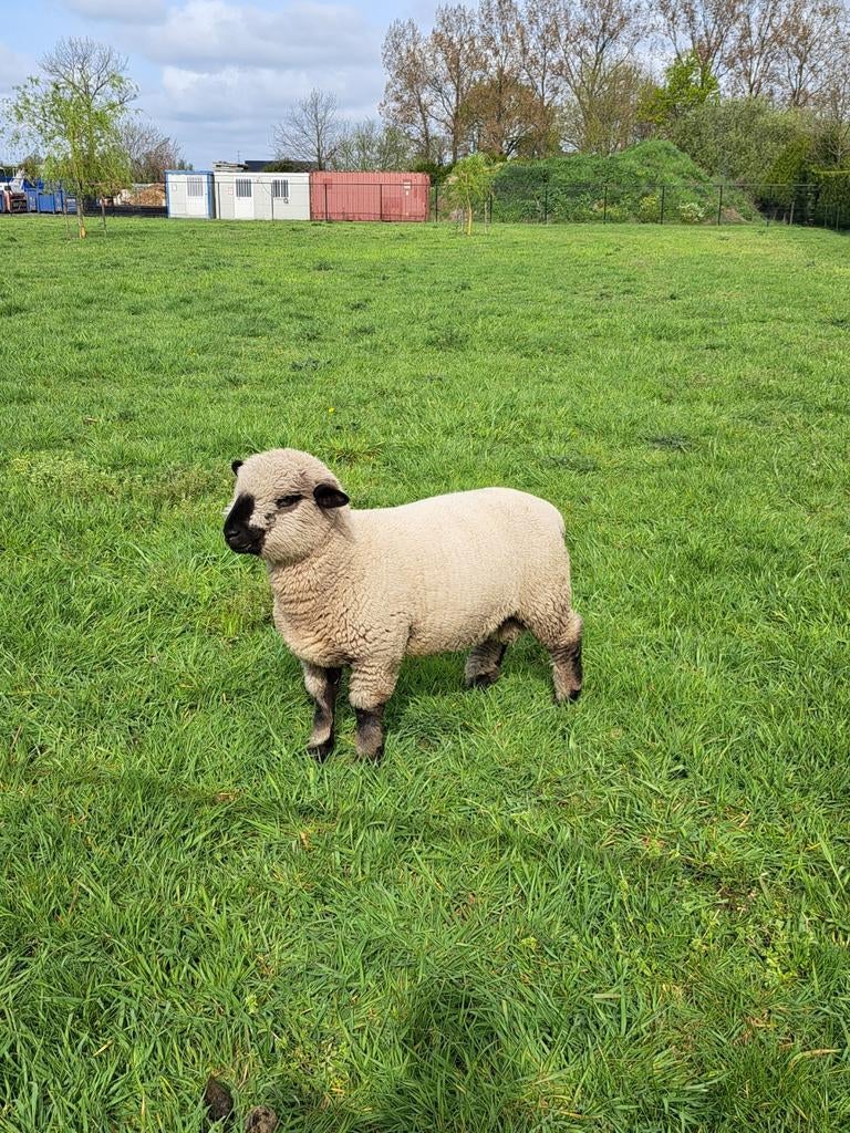 Hampshire down lammeren, Plusieurs animaux, Mouton, 0 à 2 ans