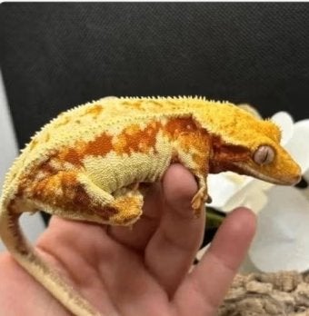 Proven Female Tricolor Lilly White Crested Gecko | 3 jaar |, Lézard, Domestique, 3 à 6 ans