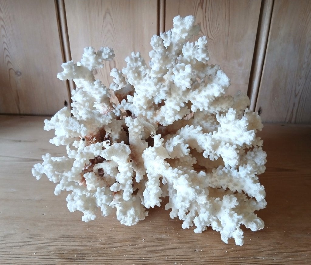 Corail blanc naturel ancien - Pocillopora, Collections, Enlèvement