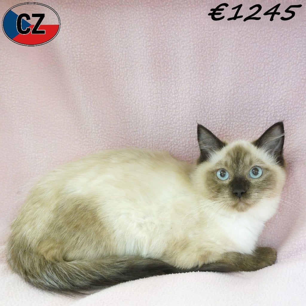 Ragdoll, femelles - à vendre, Chatte ou Chat, Avec puce électronique, 0 à 2 ans