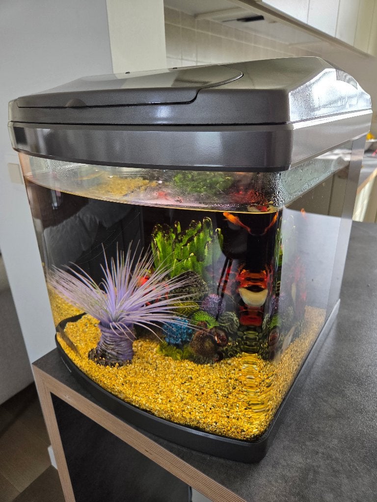 Aquarium Evolution - volledig uitgerust, Dieren en Toebehoren, Vissen | Aquaria en Toebehoren, Ophalen